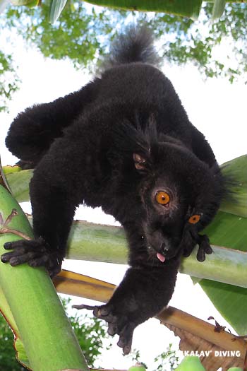 lemurien de Nosy Be Madagascar